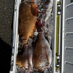 乗っ込み真鯛、キジハタ釣行