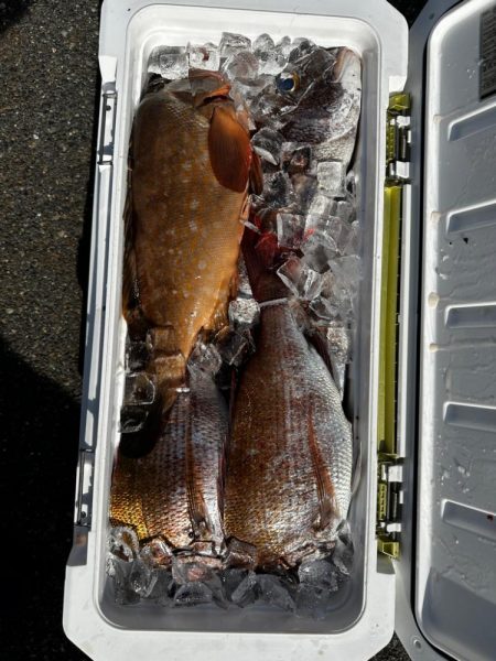 乗っ込み真鯛、キジハタ釣行