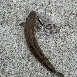 和歌山遠征でサワラ2本！