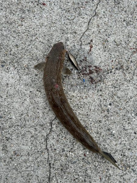 和歌山遠征でサワラ2本！