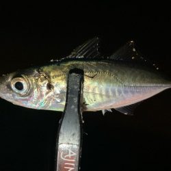 近場でアジ探し！