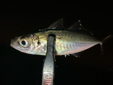 近場でアジ探し！