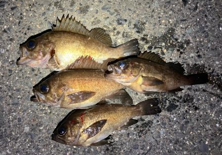 小メバルが多め！