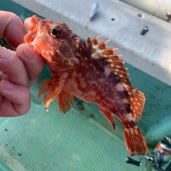 タイラバのつもりが…