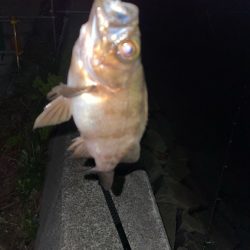 バチ抜け 活性低い?