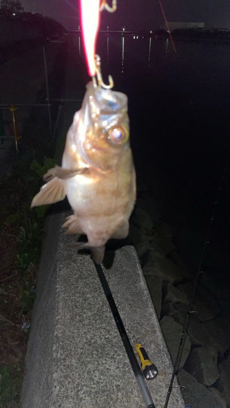 バチ抜け 活性低い?