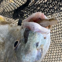 淀川でチニング