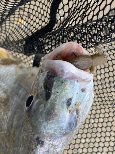 淀川でチニング