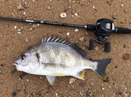 湾奥のチニング開幕確認