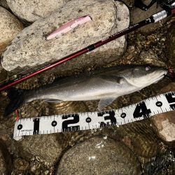 【シーバス】今年初。釣れた。。。