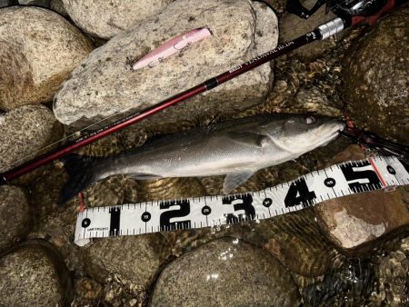 【シーバス】今年初。釣れた。。。