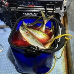 【鳥取港】船で近海アジ釣り|雨の中諦めかけた時にデカアジ爆裂!!