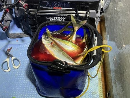 【鳥取港】船で近海アジ釣り|雨の中諦めかけた時にデカアジ爆裂!!