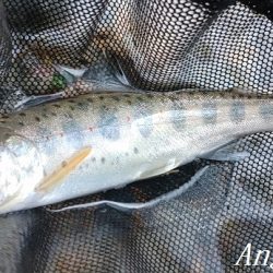 大増水の中、二桁釣果！