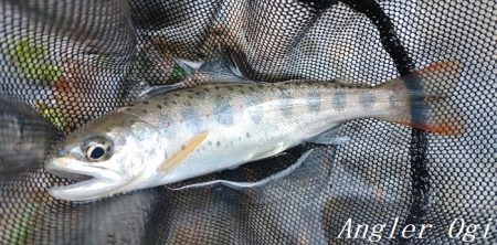 大増水の中、二桁釣果！