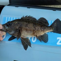 アジングにメバリングまじり