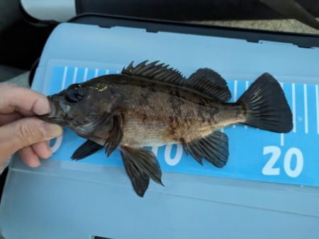 アジングにメバリングまじり