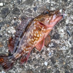 ロックフィッシュ釣り