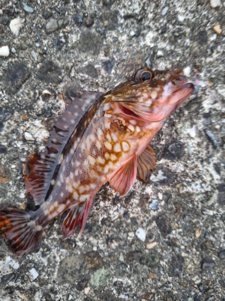 ロックフィッシュ釣り