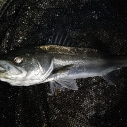 終了間際のライズ