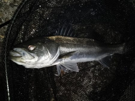 終了間際のライズ