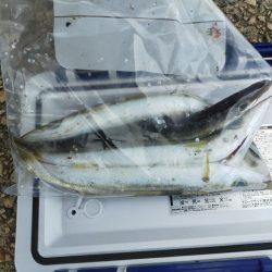 春のサゴシ祭り