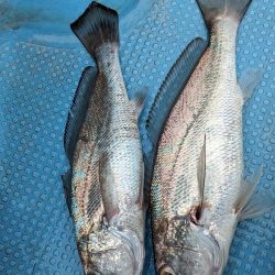 安定のクログチ