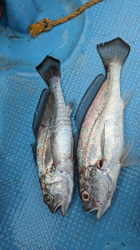 安定のクログチ