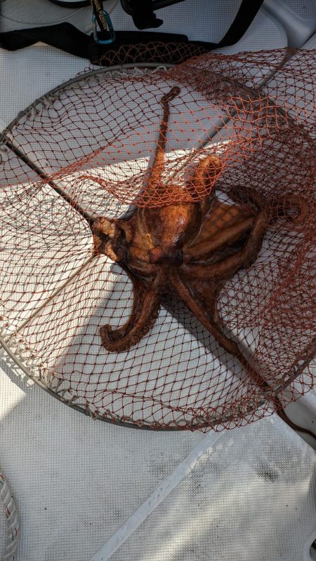 イカ狙いのハズが