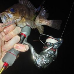 メバルプラッキング