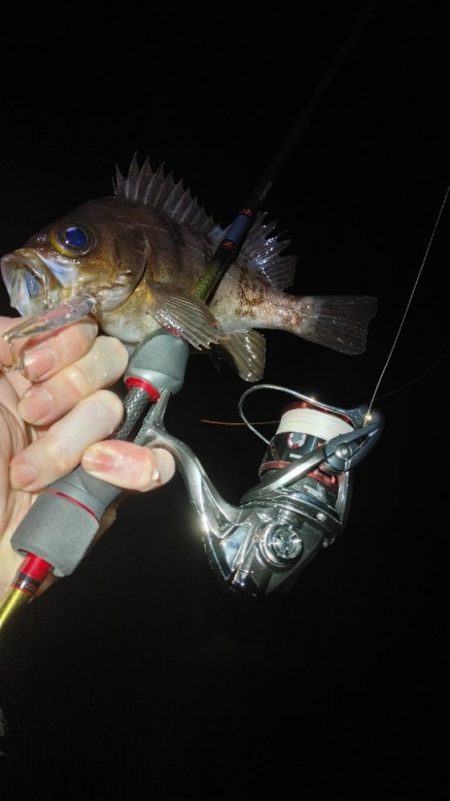 メバルプラッキング