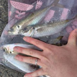 狙って釣れると嬉し！