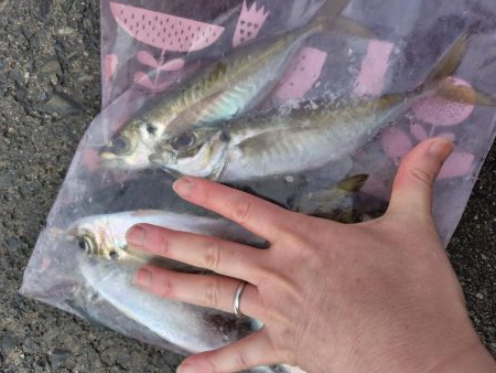 狙って釣れると嬉し！