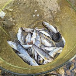 アマゴ釣り(管理釣り場)