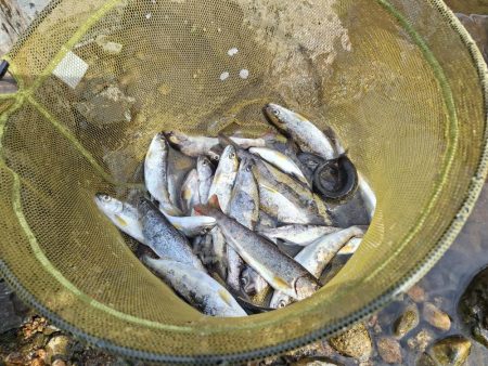 アマゴ釣り(管理釣り場)