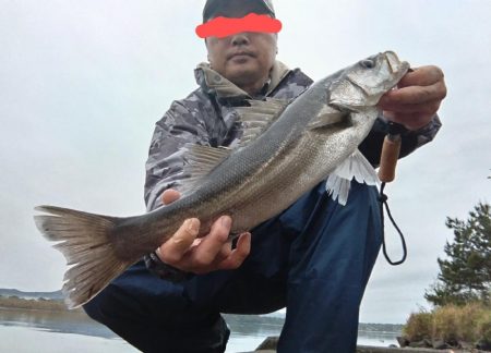 シーバス釣れました!