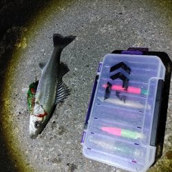 シーバス70cmと25cm