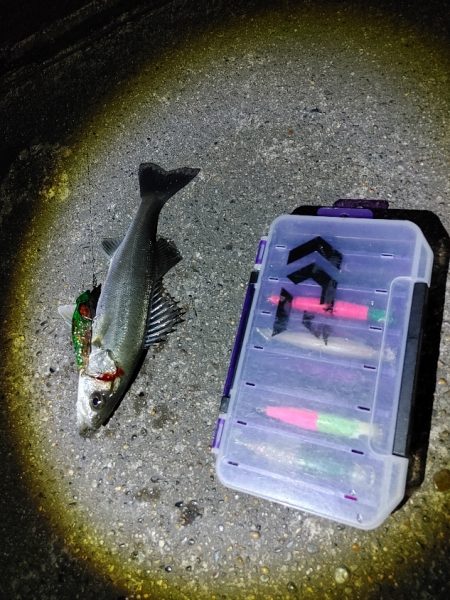 シーバス70cmと25cm