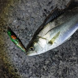 フッコ出ました