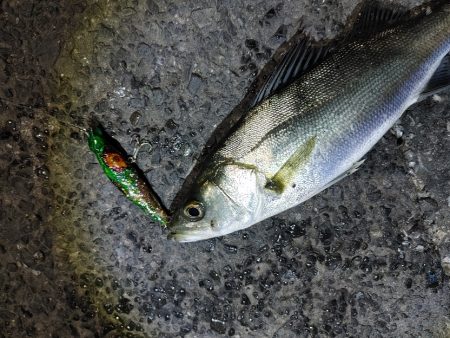 フッコ出ました