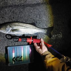 フッコ45cmセイゴ25cm