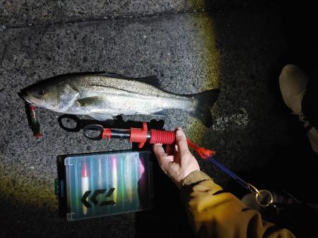 フッコ45cmセイゴ25cm