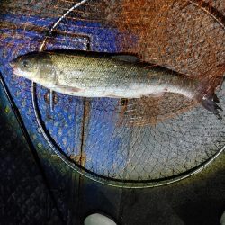 ヒラスズキ75cm(自己記録)(^^)