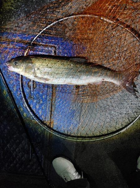 ヒラスズキ75cm(自己記録)(^^)