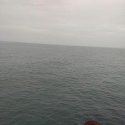 サゴシ、ホタルイカ(お)