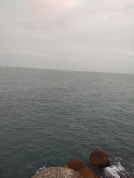 サゴシ、ホタルイカ(お)