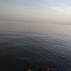 フクラギ２匹！ホタルイカ