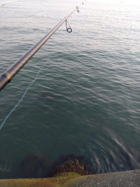 フクラギ３匹　サバ１匹