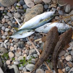 マゴチ2匹！フクラギ４匹！