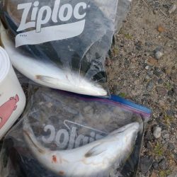 マゴチ１匹！フクラギ多数！